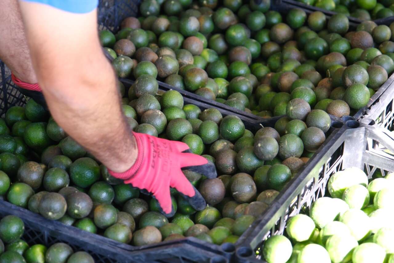 Bodrum’un Coğrafi İşaretli Mandalini Türkiye Genelinde Tüketiciyle Buluşuyor 5